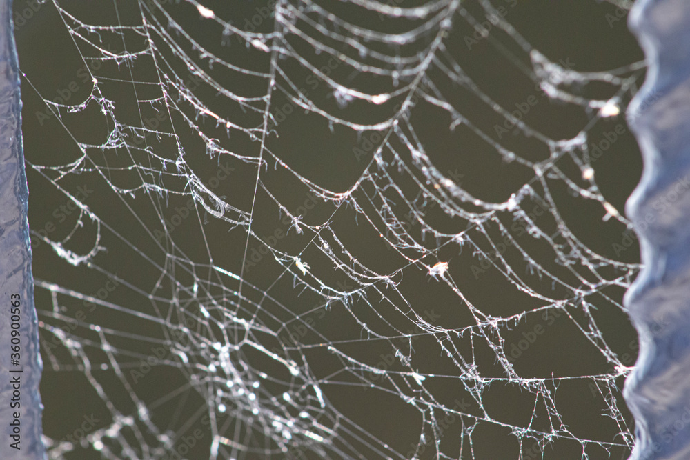 spider web spider web