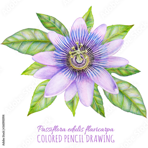 Hand drawing illustration of flower Passiflora edulis flavicarpa, passion fruit leaves isolated on white background. Realistic image drawn by hand with colored pencils. photo