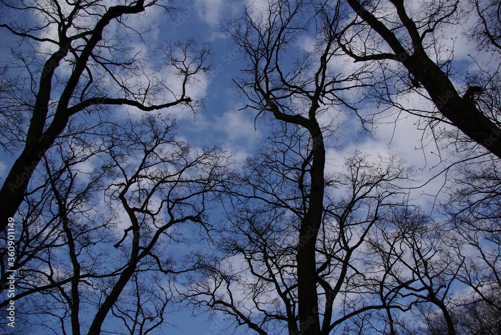 Blick zum Himmel durch Baumkronen Blick zum Himmel durch Baumkronen