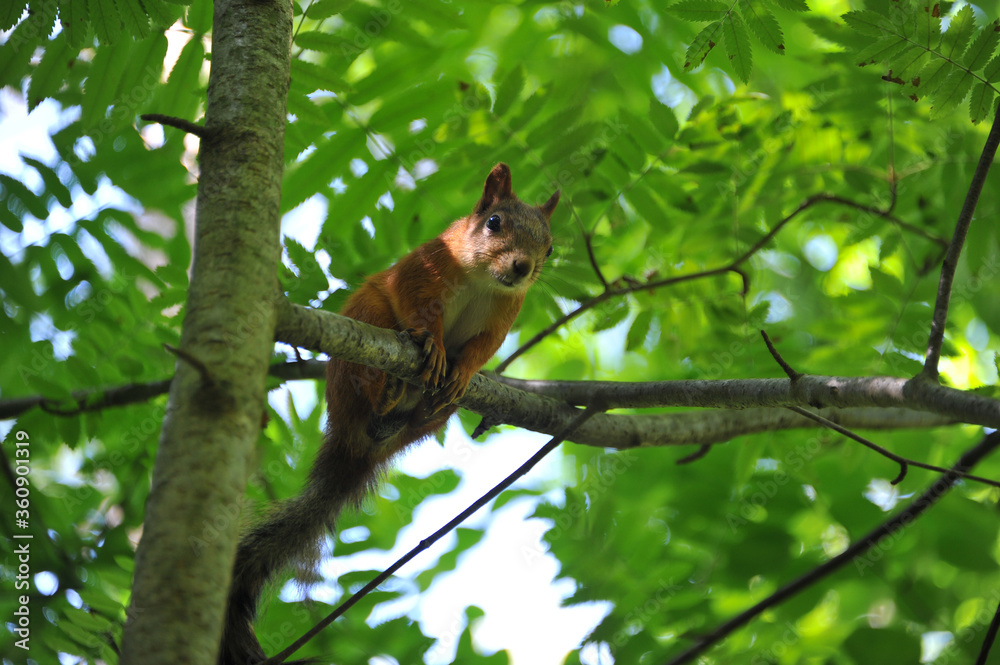 Wild squirrel on a tree in the forest Wild squirrel on a tree in the forest