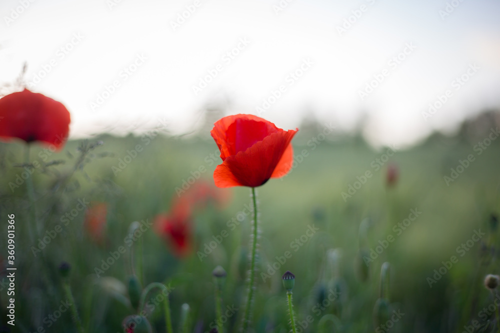 Obraz premium Mohnblumen auf dem Feld