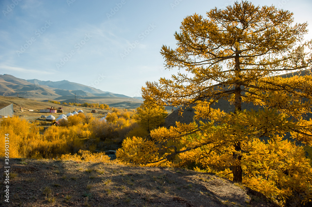 Autumn landscape of wild nature in the Altai Republic with larch trees and residential yurts. Autumn landscape of wild nature in the Altai Republic with larch trees and residential yurts.