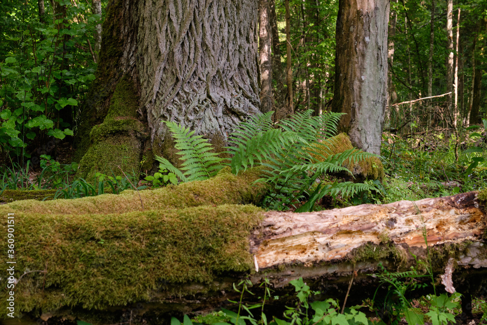 Bunch of ferns and oak