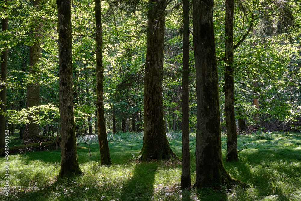 Group of old trees against afternoon light Group of old trees against afternoon light
