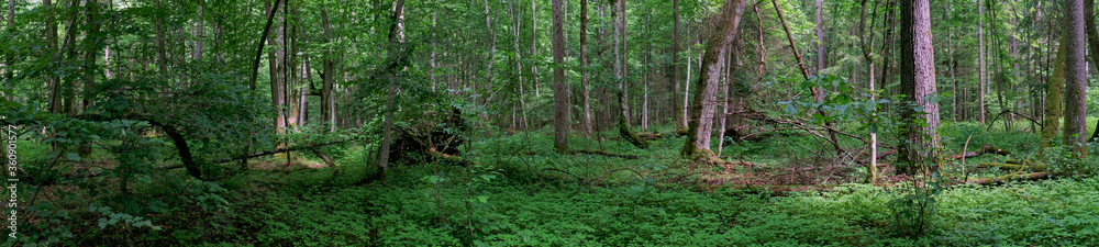 Springtime old deciduous forest panorama