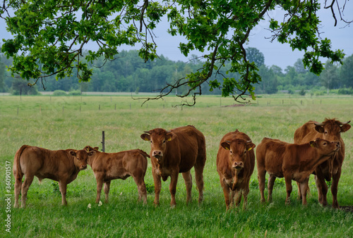 Obraz na płótnie Group of cows under tree branch