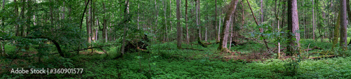 Springtime old deciduous forest panorama