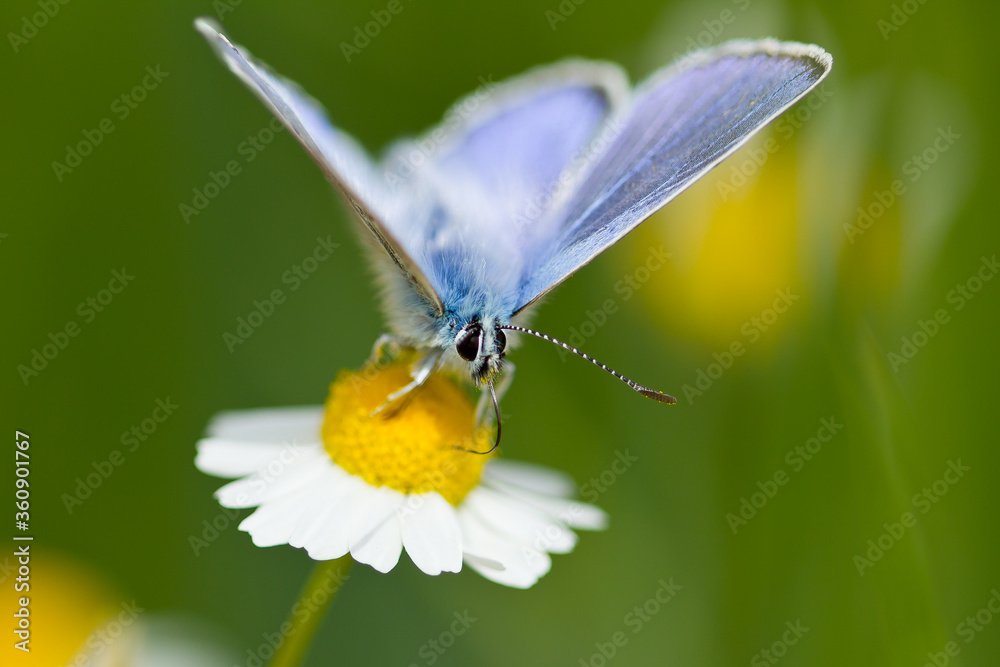 Mariposa ícaro ( Polyommatus icarus), de color azul posada sobre la flor con fondo verde. Mariposa ícaro ( Polyommatus icarus), de color azul posada sobre la flor con fondo verde.