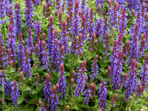 Closeup of the blue flowers of Salvia nemorosa  Sensation Sky Blue  flowering in a garden