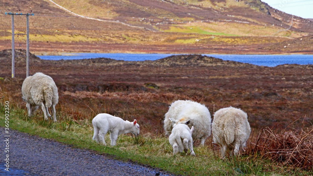 Obraz premium Schottland Reise