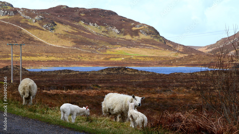 Fototapeta premium Schottland Reise