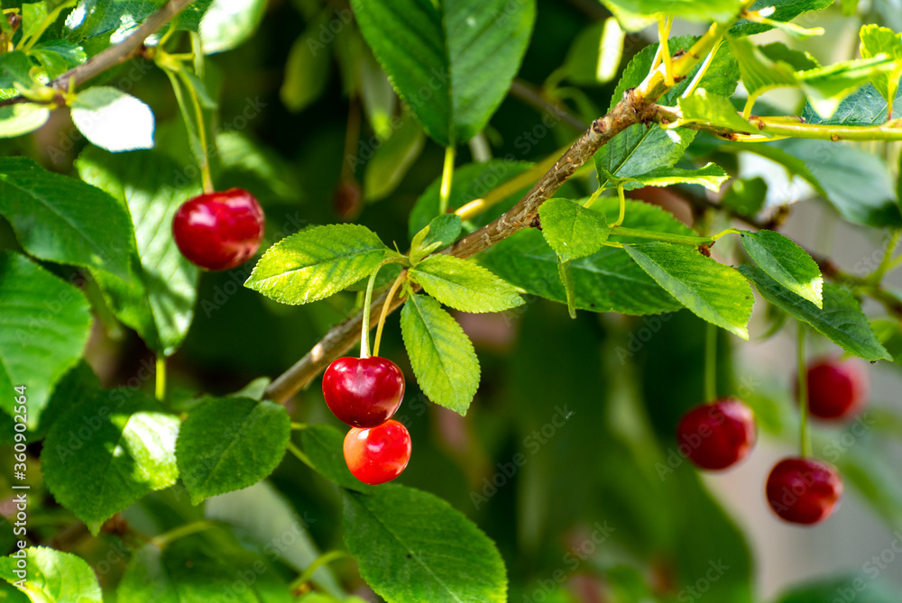 New harvest of red ripe sour kriek cherry New harvest of red ripe sour kriek cherry