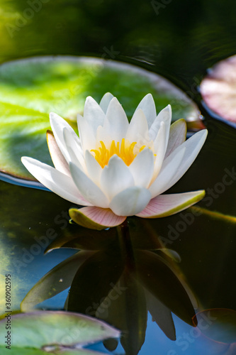 Big flower of white water lily in garden pond