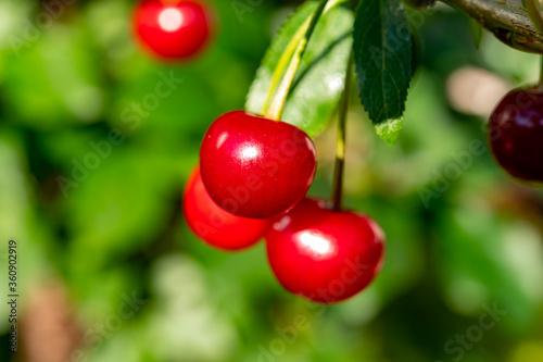 New harvest of red ripe sour kriek cherry