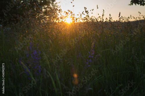 Eine Wiese im Sonnenuntergang