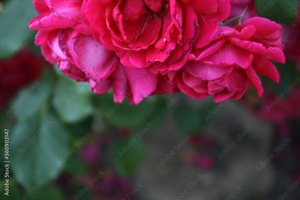 Beautiful delicate bush of pink roses, with bright green leaves on a background of green grass in the garden. Suitable for banners, posters, flyers.
