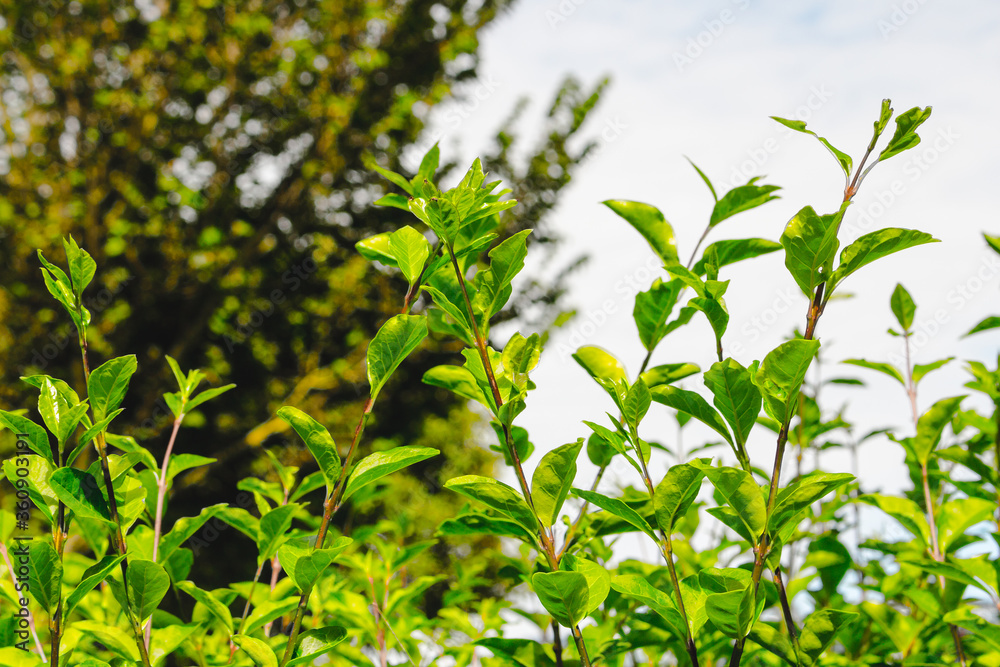 Fresh green leaves from a hedge in front of a blue sky on a nice summer day Fresh green leaves from a hedge in front of a blue sky on a nice summer day