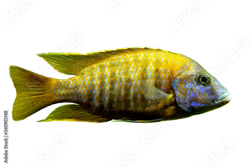 Malawi cichlids. Fish of the Labidochromis Hongi sp. Kimpuma on white background photo