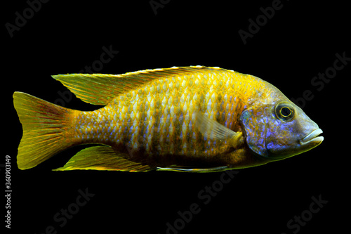 Malawi cichlids. Fish of the Labidochromis Hongi sp. Kimpuma on black background photo
