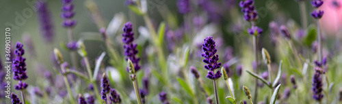 Lavendel Wiese Nahaufnahme photo