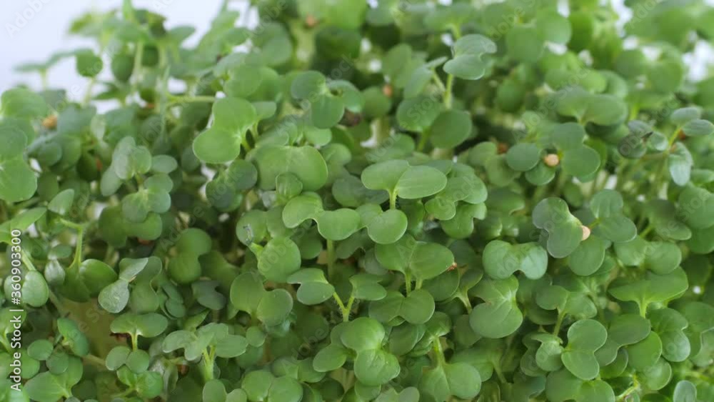 Microgreens sprouts isolated on white background Microgreens sprouts isolated on white background