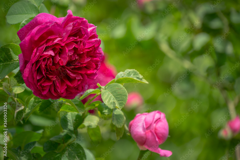 Selective close-up focus of beautiful big red purple rose in natural sunlight on dark green bokeh background. Flower rose landscape, fresh wallpaper, nature background concept Selective close-up focus of beautiful big red purple rose in natural sunlight on dark green bokeh background. Flower rose landscape, fresh wallpaper, nature background concept