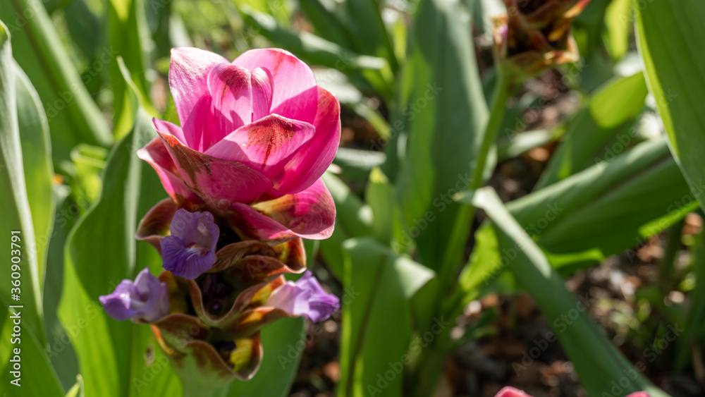 Pink Siam Tulip or Curcuma alismatifolia is a herbaceous perennial plant producing clumps of erect Pink Siam Tulip or Curcuma alismatifolia is a herbaceous perennial plant producing clumps of erect