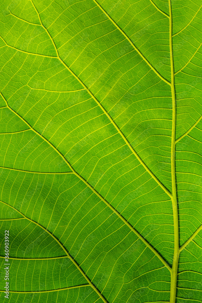 Green leaves background, Leaf detail texture, flat top view Green leaves background, Leaf detail texture, flat top view