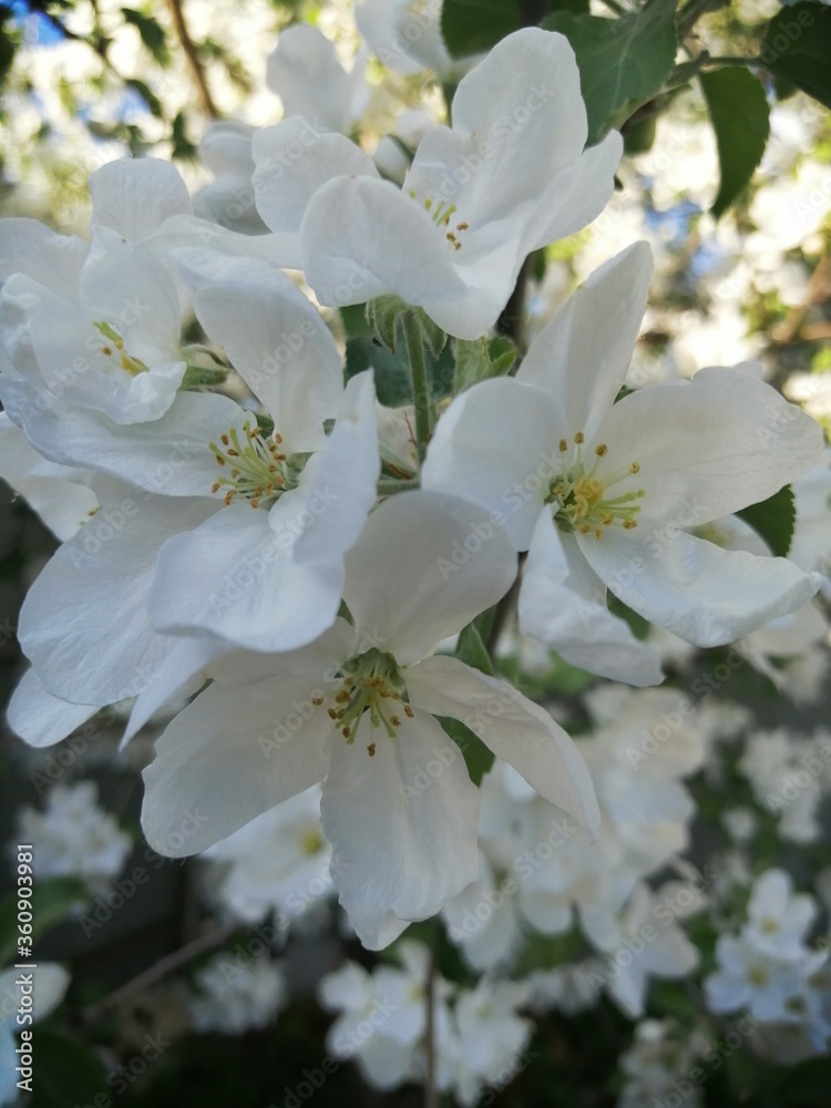 Fototapeta premium apple tree blossom
