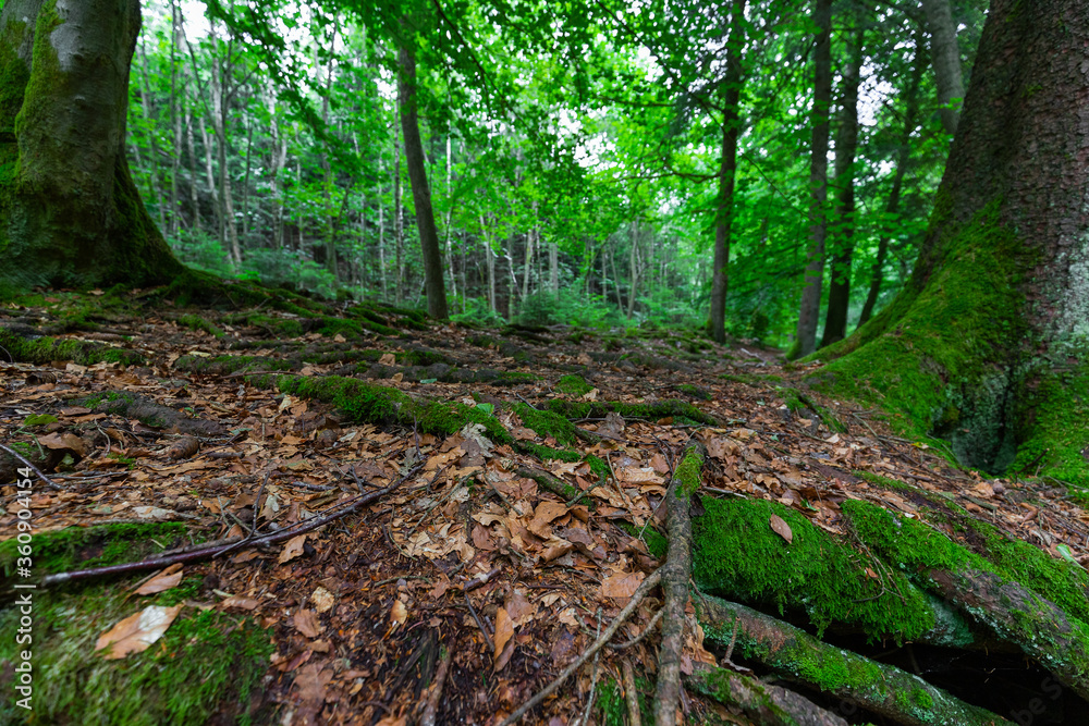 A hiking path full of tree trunks covered with mos next to the river Hoëgne (english translation Hoëgne River) in the Belgium Ardennes of the Liege province. A hiking path full of tree trunks covered with mos next to the river Hoëgne (english translation Hoëgne River) in the Belgium Ardennes of the Liege province.
