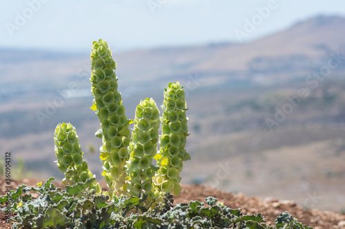 Moluccella plant, also known as the 