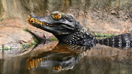 Beautiful close-up portrait of young caiman in water.