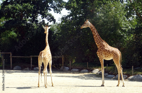 Girafe et girafon