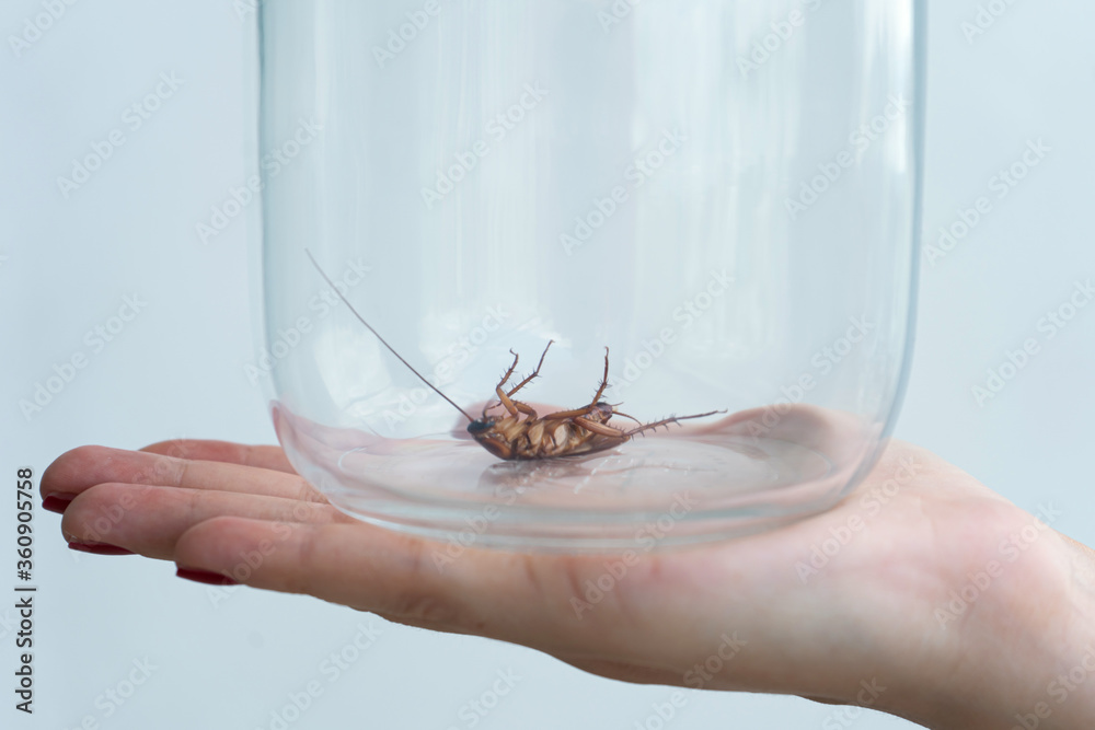 The girl holds on her palm a glass jar with a cockroach inside The girl holds on her palm a glass jar with a cockroach inside