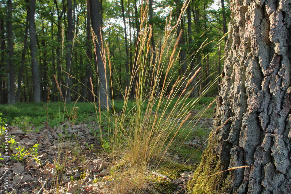 high forest grass by the tree