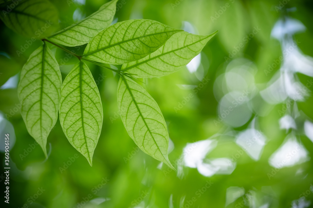 Concept nature of green leaf on blurred bokeh with copy space using as background natural, abstract background, greenery background, fresh wallpaper. Concept nature of green leaf on blurred bokeh with copy space using as background natural, abstract background, greenery background, fresh wallpaper.
