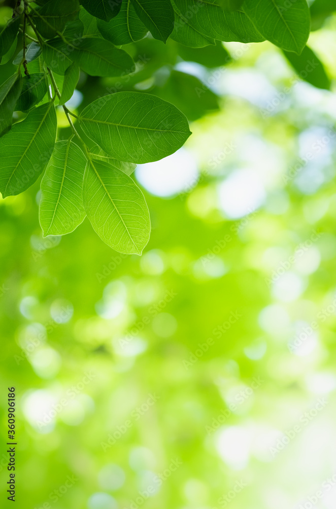 Concept nature of green leaf on blurred bokeh with copy space using as background natural, abstract background, greenery background, fresh wallpaper. Concept nature of green leaf on blurred bokeh with copy space using as background natural, abstract background, greenery background, fresh wallpaper.