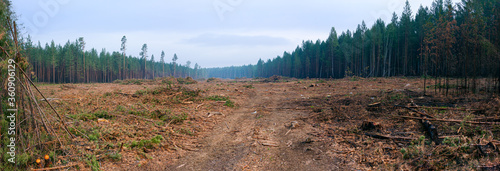 Deforestation. Area of illegal deforestation of coniferous vegetation. Green Forest illegal logging area landscape.