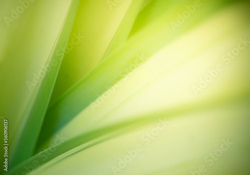 Concept nature of green leaf on blurred bokeh with copy space using as background natural  abstract background  greenery background  fresh wallpaper.