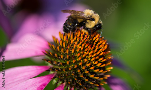 Flowers in Bloom © Penny Britt