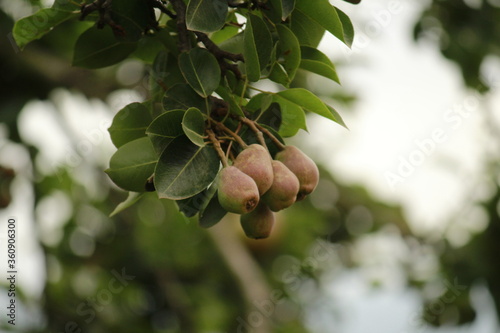 Árbol de peras (Pear tree)