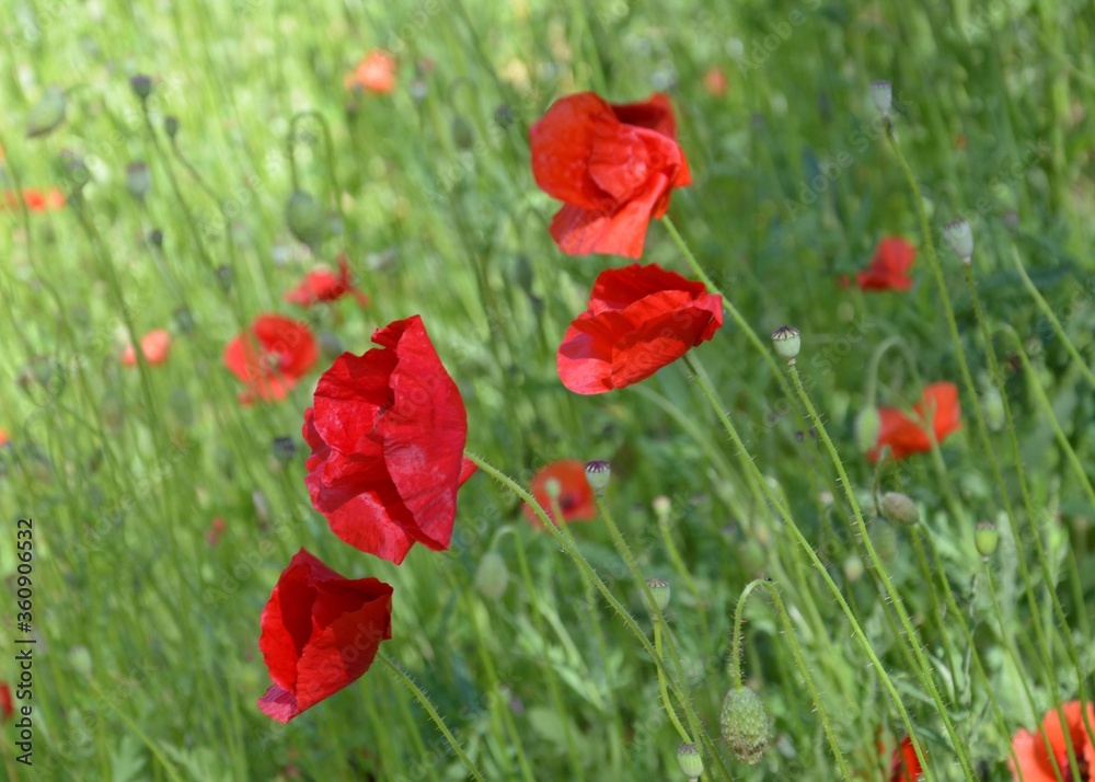Fototapeta premium Rote Mohnblumen im Sommerwind