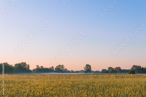 countryside landscape with fiels and trees under the blue sky.