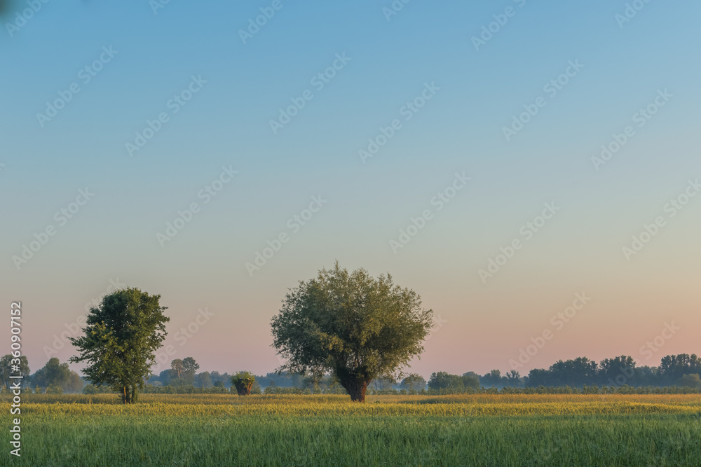 Landscape with fields and trees in light of the rising sun. Landscape with fields and trees in light of the rising sun.