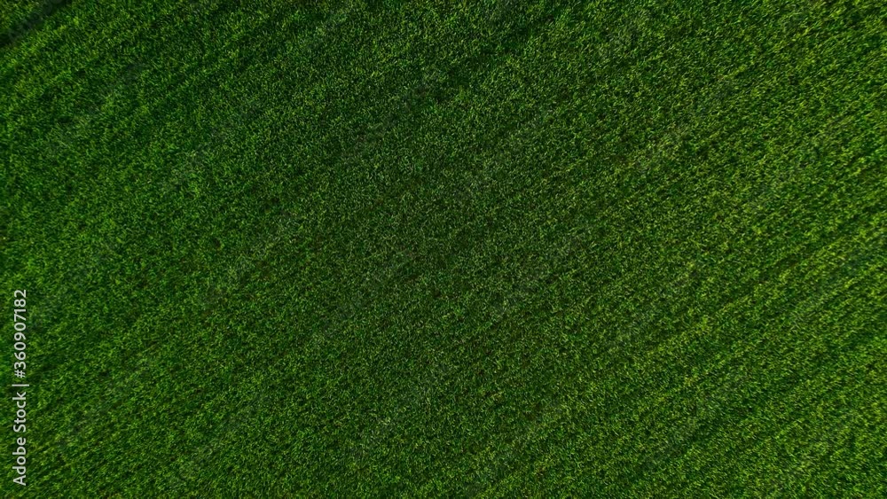 Rise above the green wheat field, agricultural industry. Natural texture background in motion. Harvest organic cultivate Rise above the green wheat field, agricultural industry. Natural texture background in motion. Harvest organic cultivate