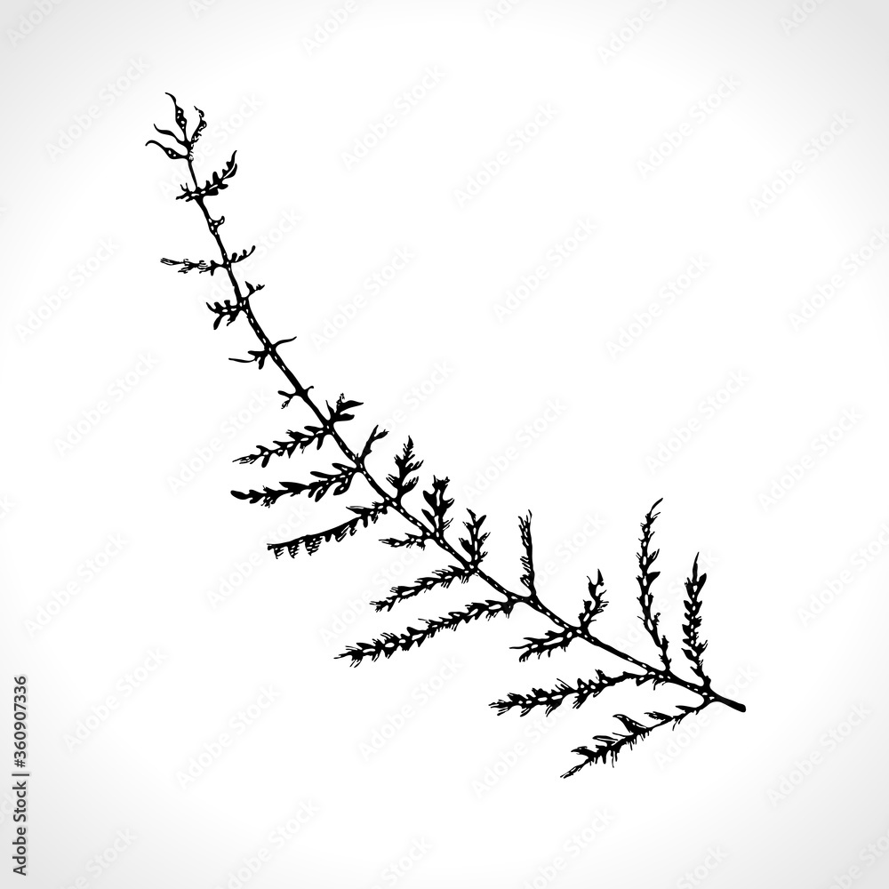 Obraz premium Dry wild blade of grass tattoo. Black ink drawn sketch of a dry leaf for a tattoo.