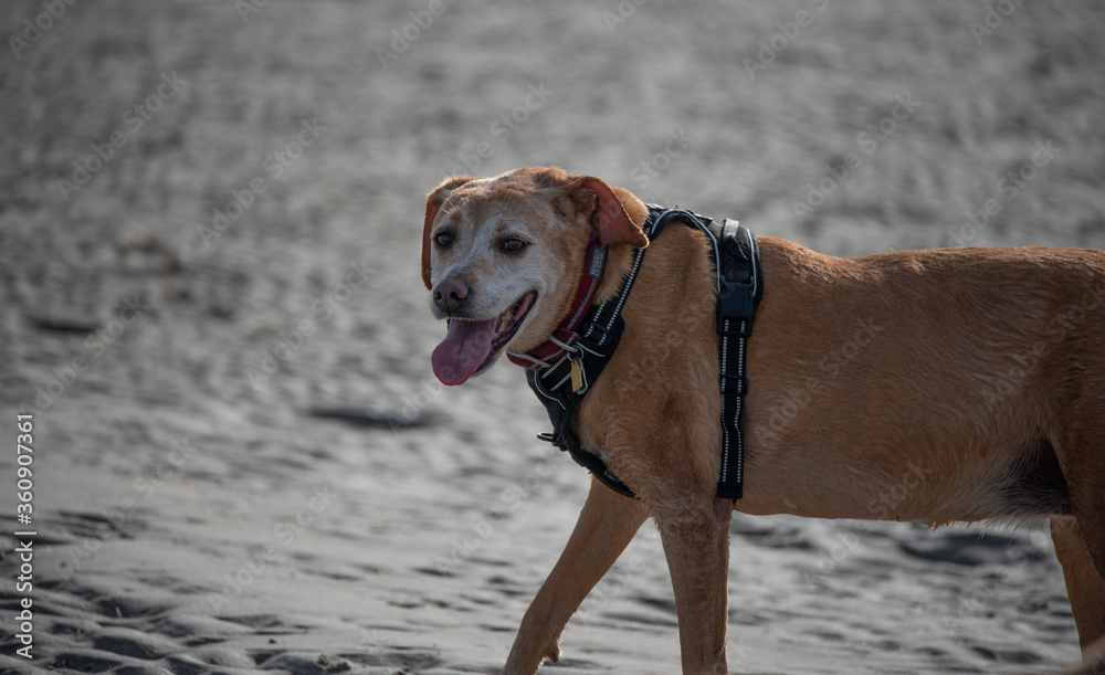 Dogs Playing at the Beach Dogs Playing at the Beach