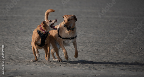 Dogs Playing at the Beach
