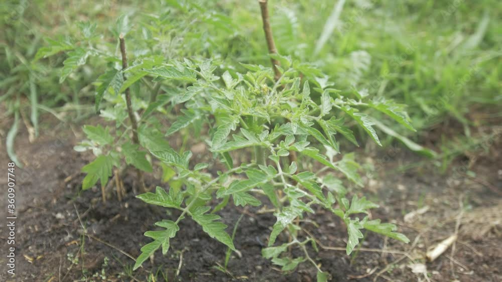 Stalked Tomato plants growing in soil outdoors, Tilt reveal Stalked Tomato plants growing in soil outdoors, Tilt reveal