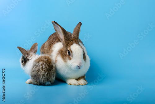 Mother rabbit and newborn bunny on blue background.